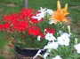 garden (9) * 2032 x 1524 * (755KB)